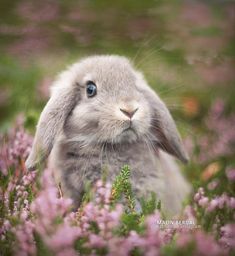 a rabbit is sitting in the middle of some flowers