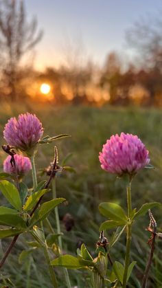 some pink flowers in the grass at sunset