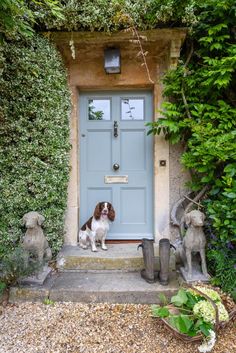 a dog sitting in front of a blue door surrounded by greenery and potted plants