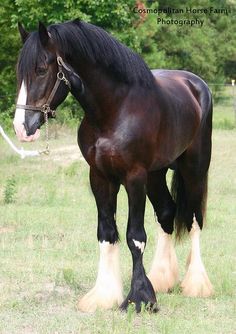 a black and white horse standing on top of a lush green field