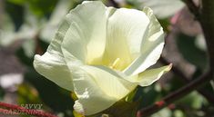 a white flower with green leaves in the background