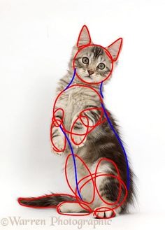 a cat sitting on its hind legs with red and blue string attached to it's body