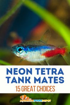 neon tetra tank mates Neon Tetra Tank, Cool Tanks