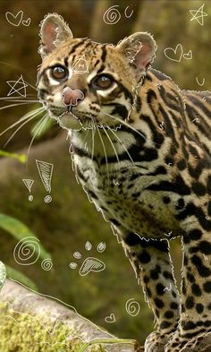 a close up of a cat on a rock near grass and rocks with drawings in the background