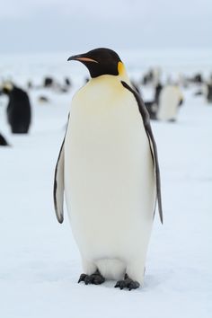 a penguin standing in the snow with other penguins