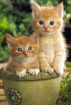 two kittens are sitting in a planter with the caption mezzo dinaa