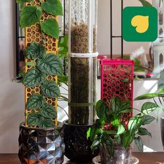 there are many different types of plants in the vases on the table and one is green