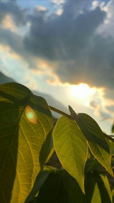 the sun shines through the leaves of a tree