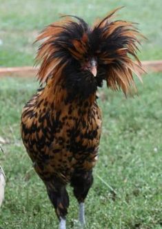 a close up of a rooster walking in the grass