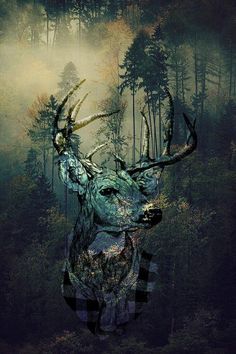 a deer in the woods with antlers on it's head is surrounded by trees