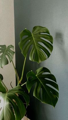 a large green plant sitting on top of a wooden table next to a white wall