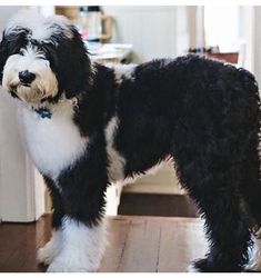 a black and white dog standing on top of a wooden floor