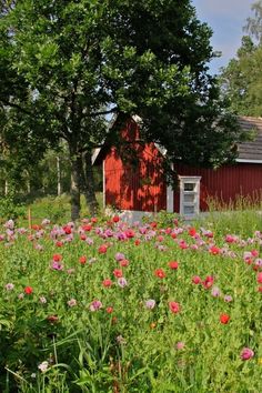 a field full of flowers next to a red barn