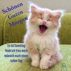 a cat yawns while sitting on a green couch with the caption schonen gutten morgen