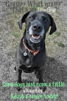 a black dog sitting on top of a grass covered field next to a sign that says, gray what crap? that's my frosting