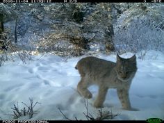 a lynx walking through the snow in front of trees