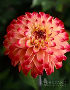 an orange and red flower with the words new on it's label above it