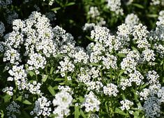 small white flowers are growing in the grass