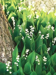 some white flowers are growing next to a tree