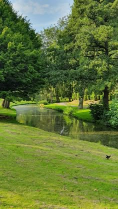 two geese walking along the edge of a small pond in a park with green grass and trees