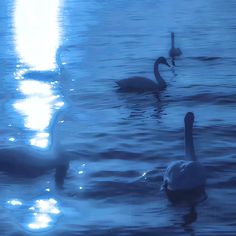 three swans swimming in the water at night