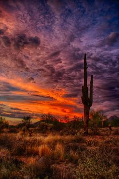 a large cactus standing in the middle of a field under a colorful sky with clouds