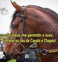 a brown horse wearing a bridle with the words se deus me permitr o luxo entre no cue de cavallo e chapeu