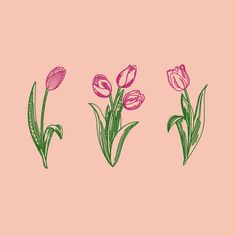 three pink tulips on a pink background