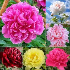 several different types of flowers with sky in the background