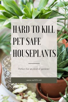 a potted plant with the words, hard to kill pet safe houseplants perfect for any level of gardener