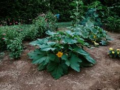 the garden is full of green plants and yellow flowers