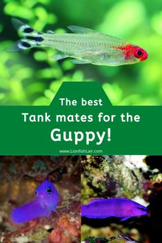 the best tank mates for the guppy