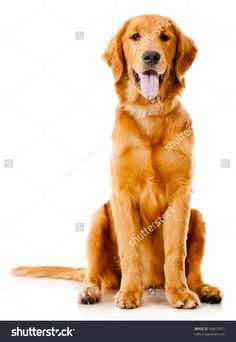 a golden retriever sitting down with its tongue out and the caption reads, studies have shown that talking to and even more effective