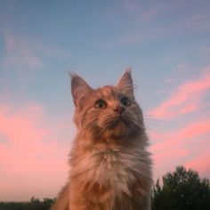 a cat looking up at the sky with trees in the back ground and pink clouds behind it