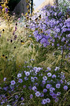 some purple flowers and grass near a fence