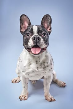 a small black and white dog sitting on top of a blue background with its tongue hanging out