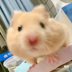 a close up of a hamster looking at the camera