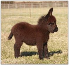 a small brown pony standing on top of a grass covered field