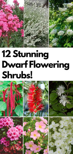 12 Stunning Dwarf Flowering Shrubs Perfect for Small Yards Short Plants For Landscaping, Small Bushes For Landscaping, Small Shrubs For Landscaping, Flowering Shrubs Full Sun, Small Garden Shrubs, Plant Advice, Small Evergreen Shrubs, Shrubs For Landscaping, Colorful Shrubs