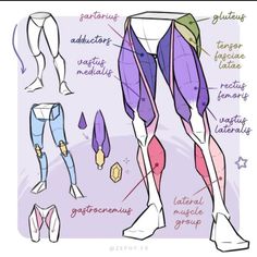 an image of the legs and feet with different types of leg muscles on it, including one