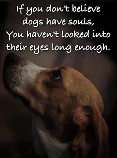 a brown and white dog looking up at the sky with a quote on it that says if you don't believe dogs have souls, you haven't looked into their eyes