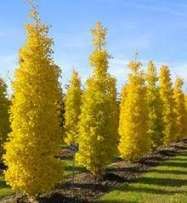 a row of trees with yellow leaves in the middle of a grassy area on a sunny day