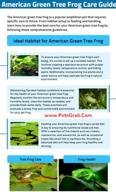 the american green frog care guide is shown in blue and white, with images of frogs on