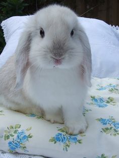 a white rabbit sitting on top of a blanket