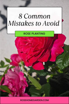 pink flowers with the words 8 common mistakes to avoid in rose planter gardening tips