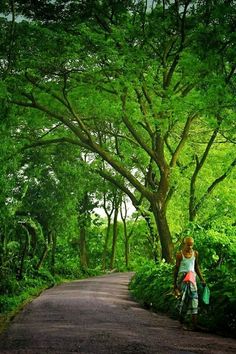 જય ઠાકર, Nature Background Hd, Green Nature Background, Village Road, Beautiful Bangladesh, Hd Background Download, Photoshop Digital Background, Photoshop Tutorial Photo Editing