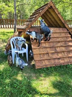 there are many dogs that are playing in the yard and on top of this house