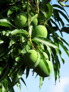 green mangoes hanging from a tree with blue sky in the background