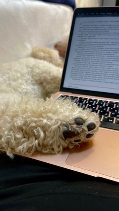 a dog laying on top of a bed next to a laptop computer with it's paw resting on the keyboard