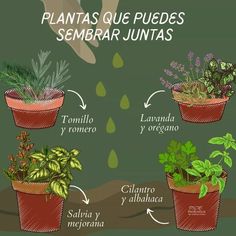 an image of plants in pots labeled in spanish